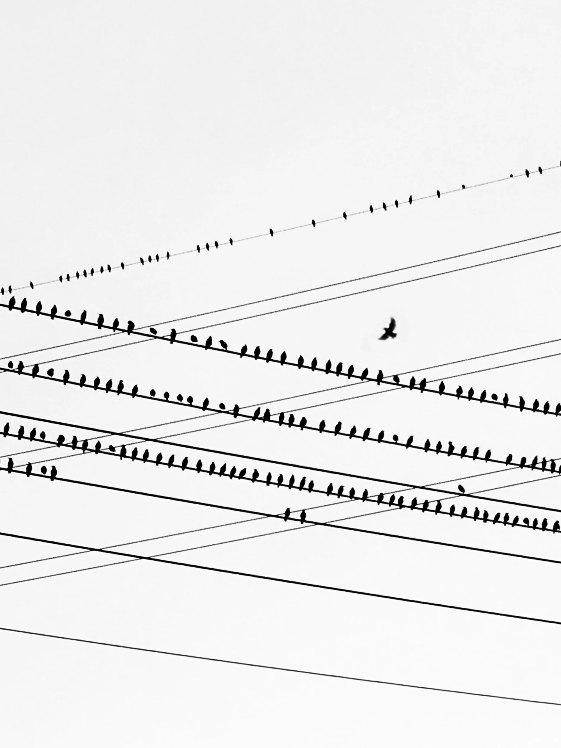 birdwire2.JPEG