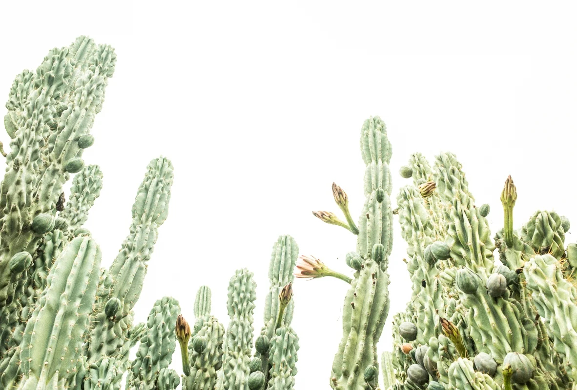 CactusPhotoshoot_KatieWilton-1-2.jpg