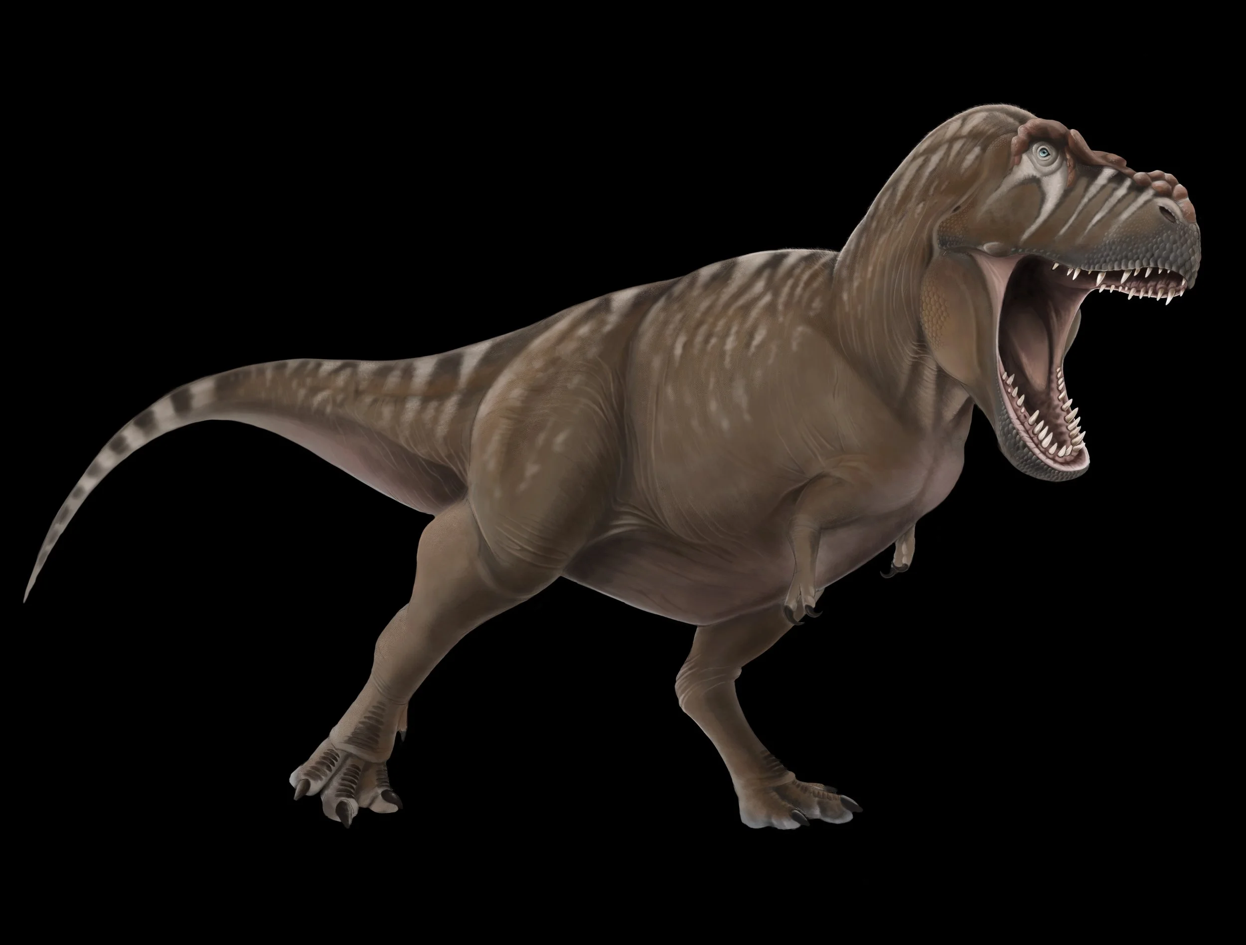 Tyrannosaurus rex - Jonathan Metzger