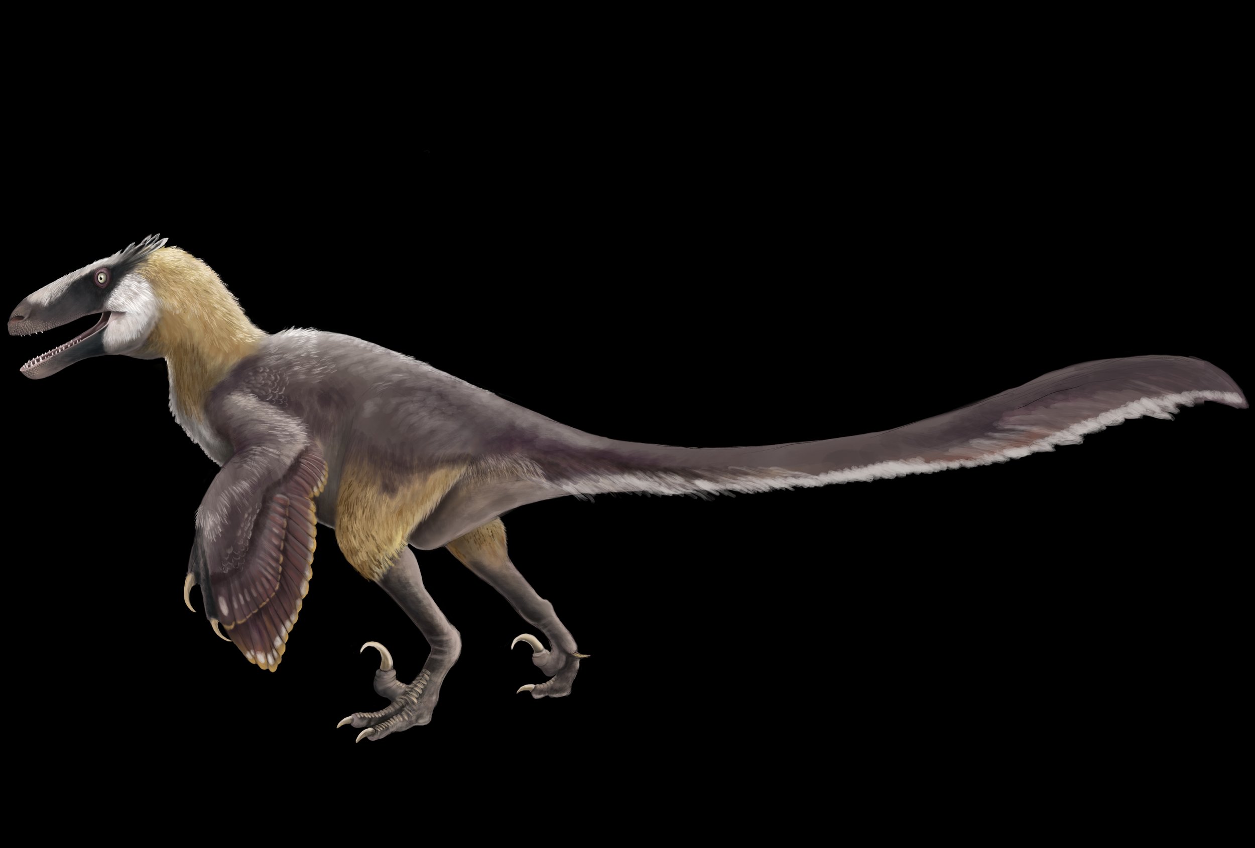 Deinonychus .JPG