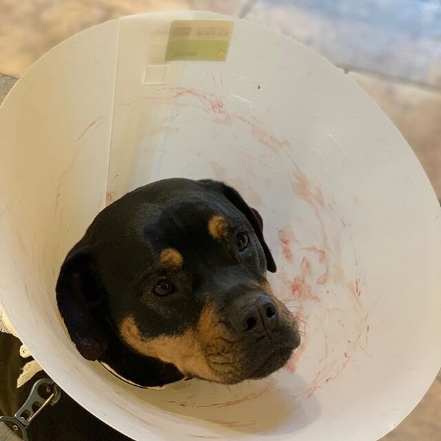 Well we have been here before and I&rsquo;m sure we will be here again: the cone of SHAME! 🤪. Dogs will be dogs!  Poor boo had a chunk taken out of her ear today! But luckily it&rsquo;s sewn back on and scars are badass! 😝 thank you @the_country_ve