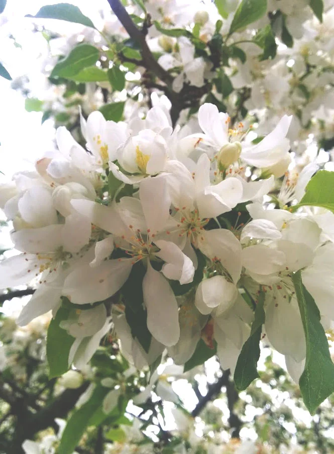 This tree is by the door to my childhood home. I can't get enough of the smell and the *inches* of petals that lie around the base.
