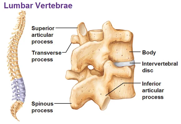 Lumbar-Vertebrae-Lumbar-Spine-Disc-Health-Low-Back-Pain.jpg