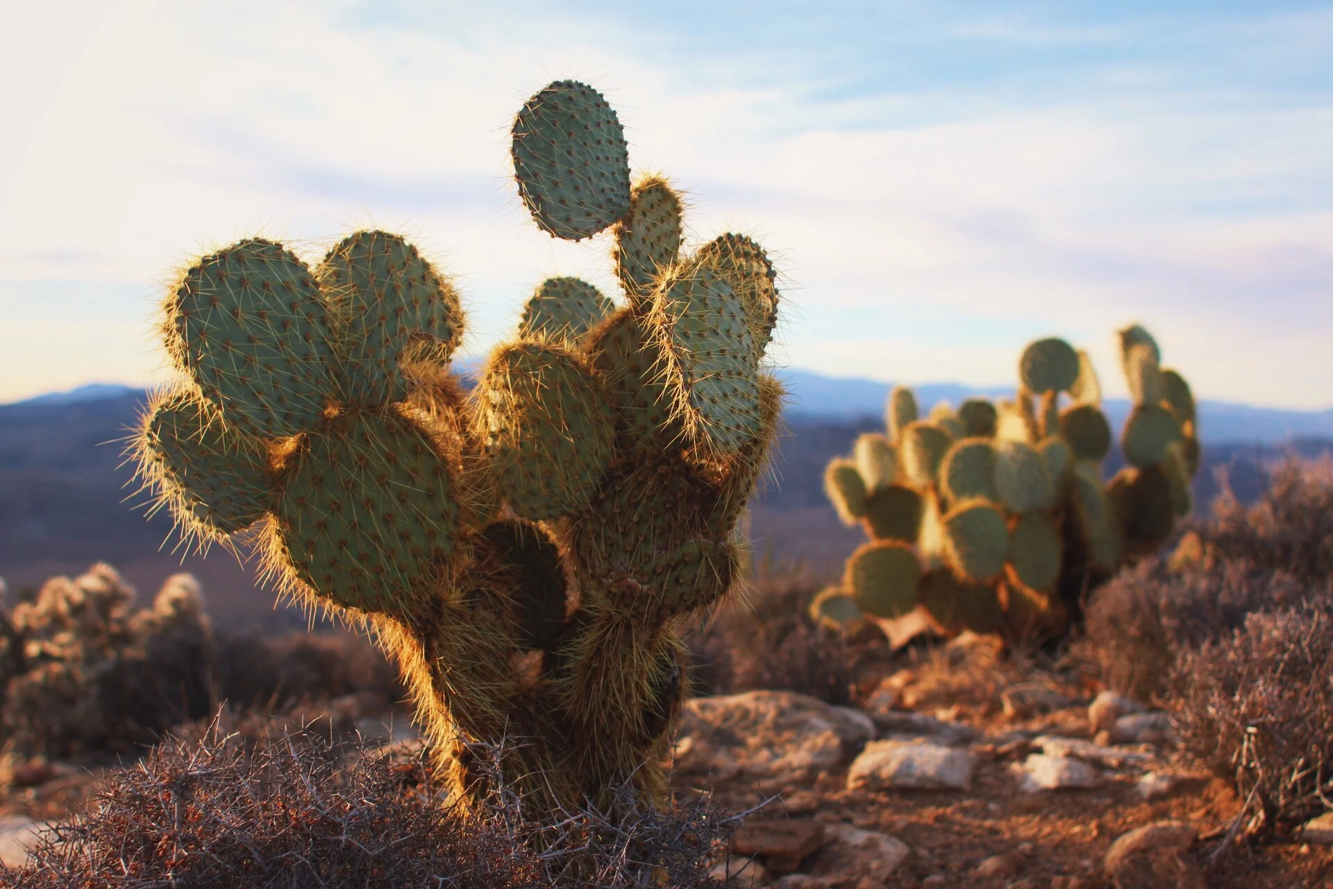 CB5129C6-2F8A-45B0-A082-73E5AC6C9BE2 2.JPG