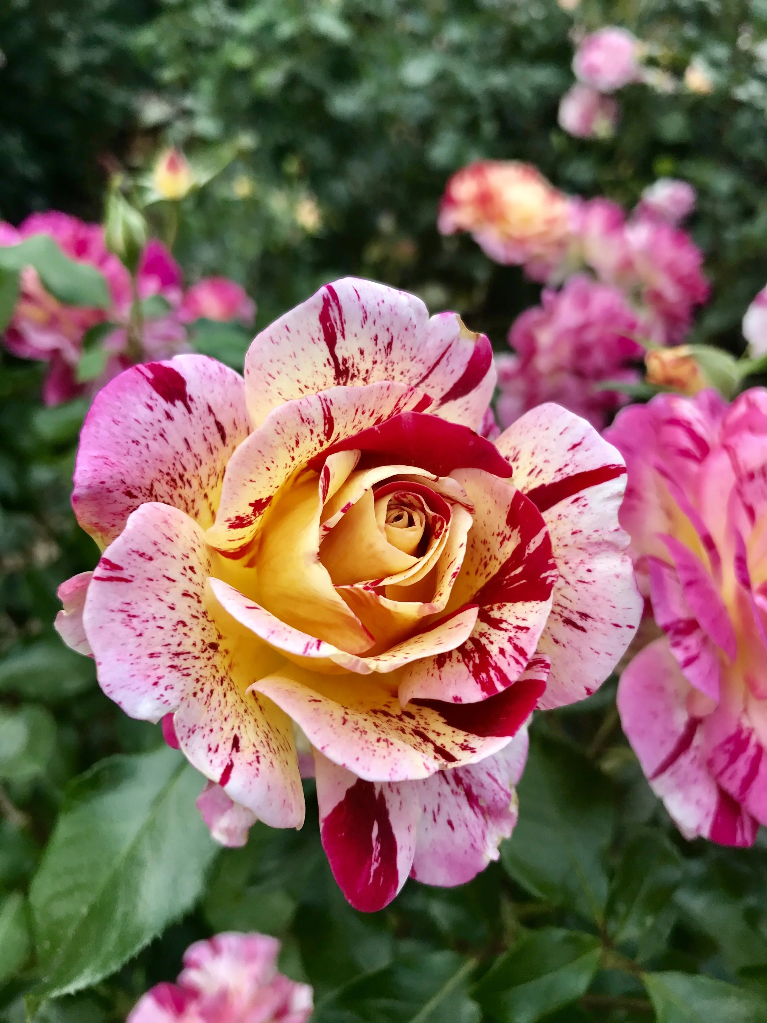 International Rose Test Garden
