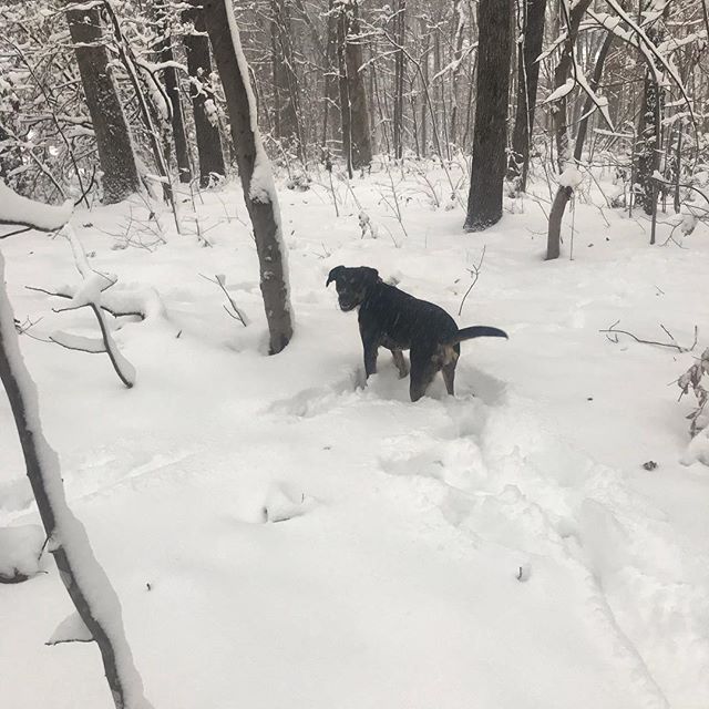 Doggo&rsquo;s first snow! ❄️