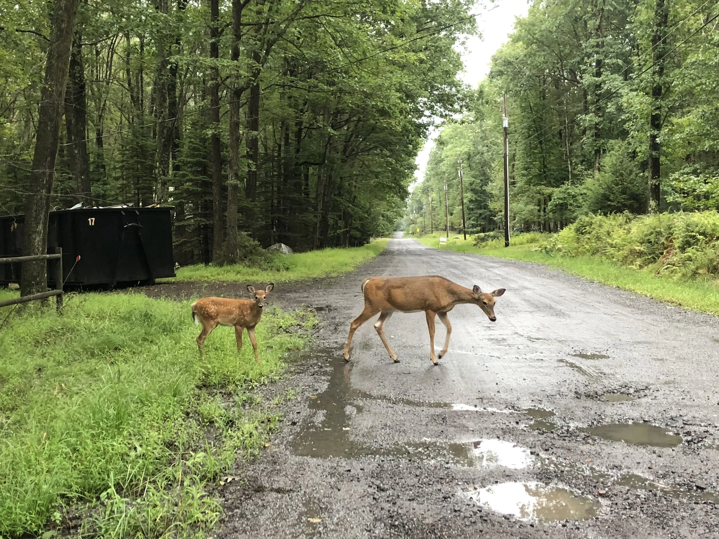 16_Deer friends.jpg