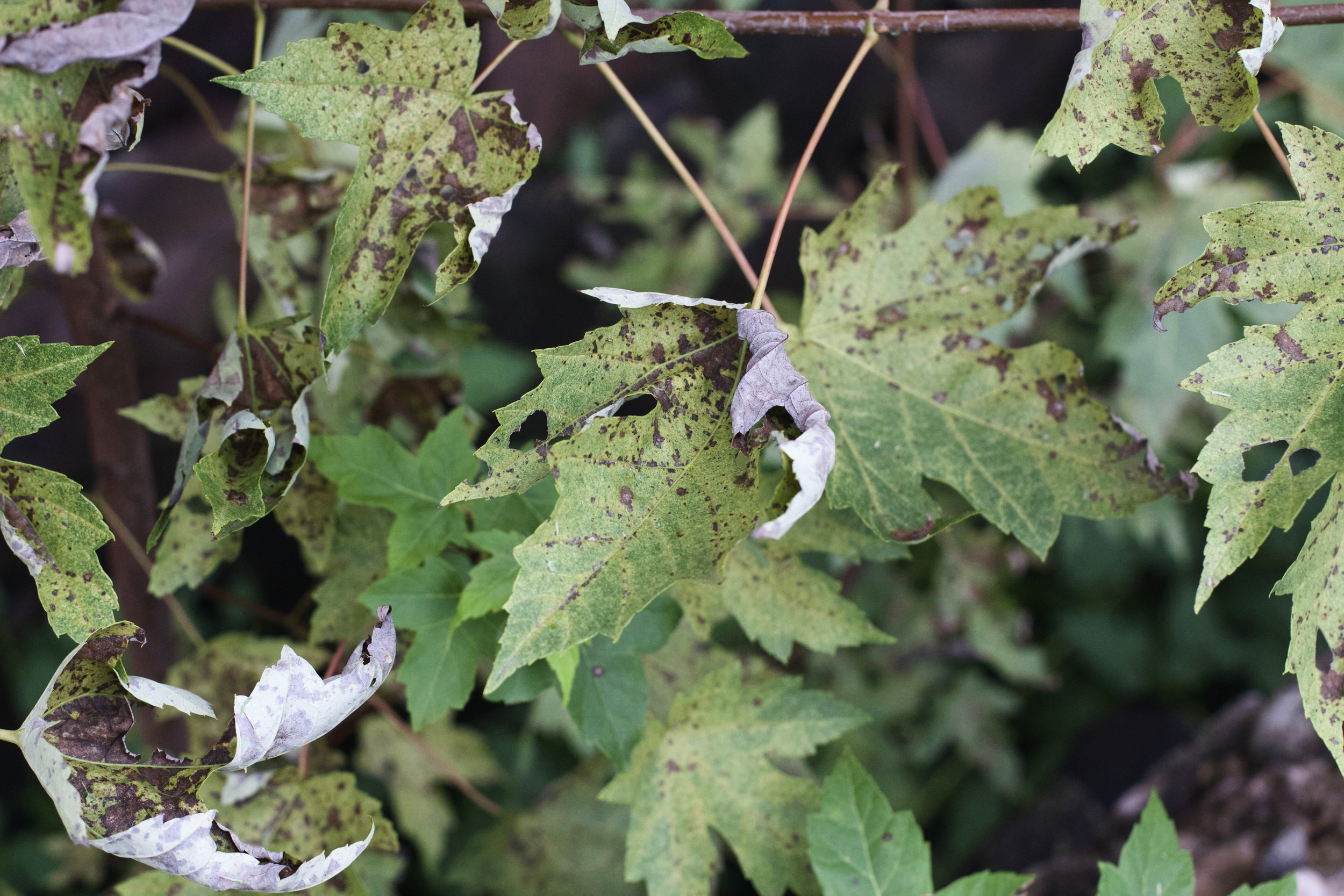 26_Leaves.jpeg