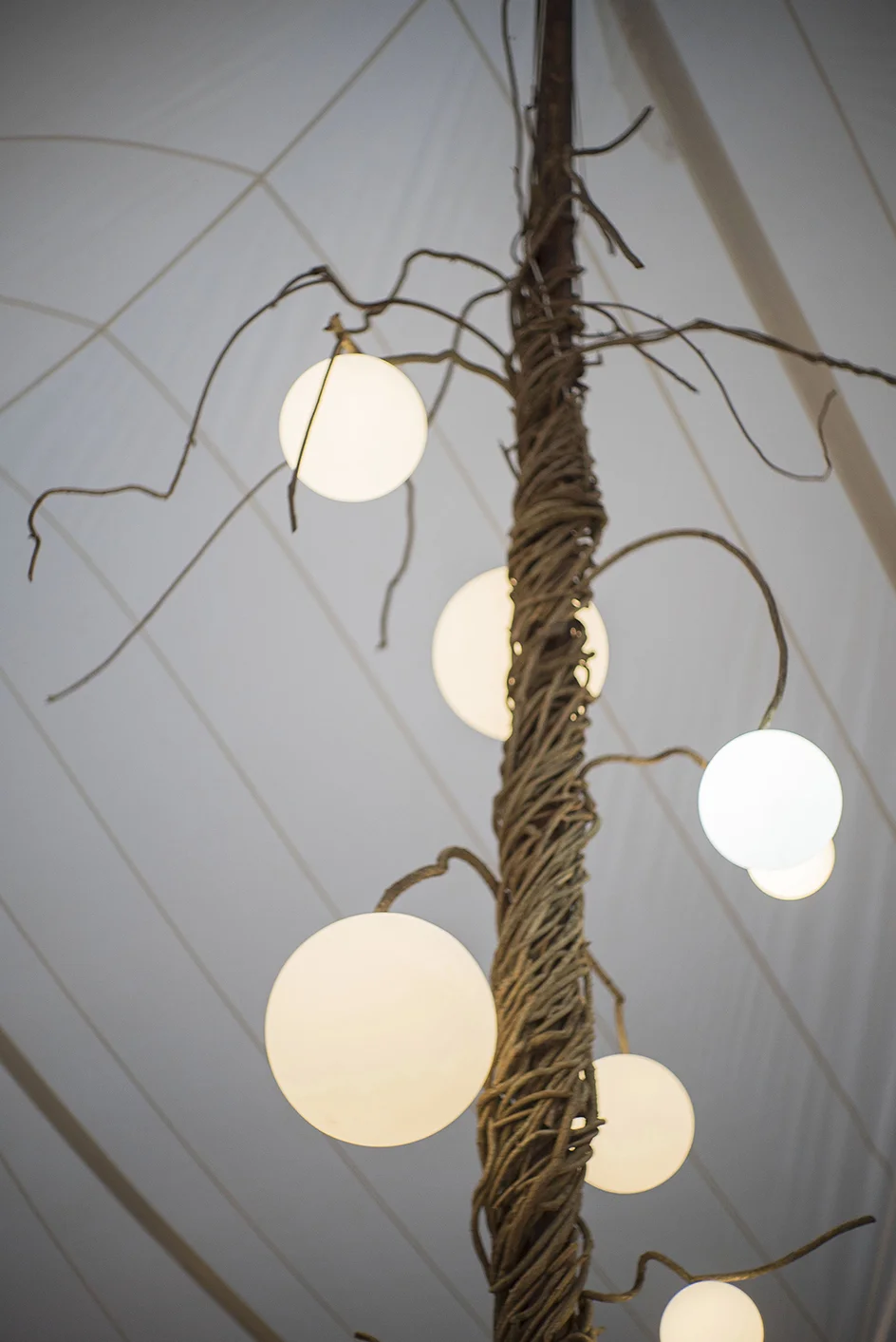 Tent vines 1.jpg