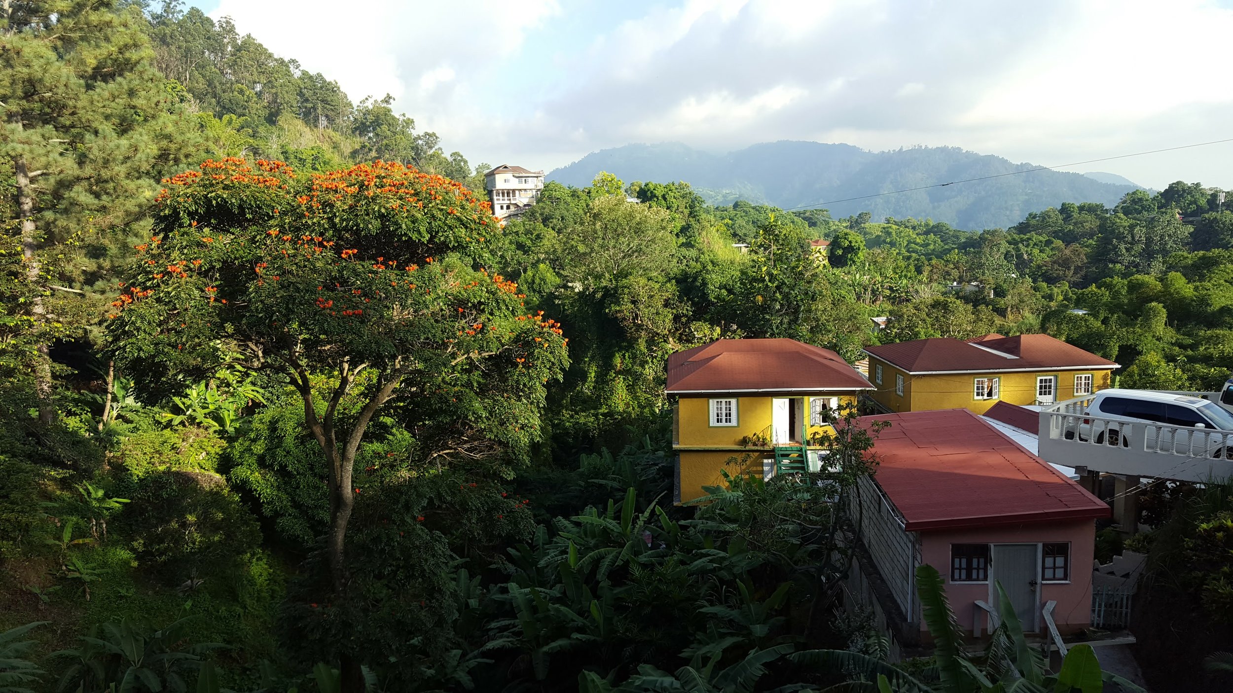 The view from Cafe Blue, home of Jamaica Blue Mountain Coffee, one of the finest, scarcest, most expensive coffee in the world.