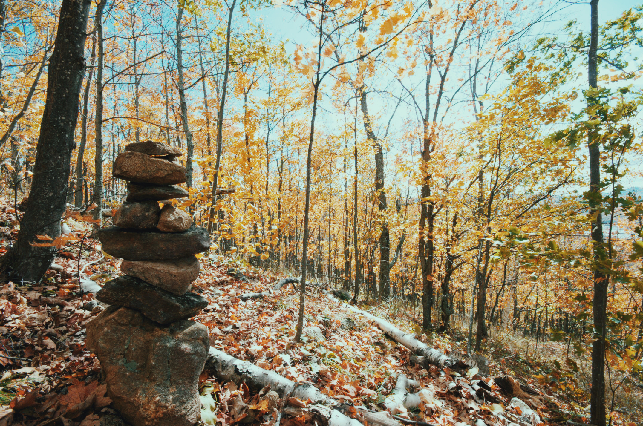 JPEG image-A118F41FEFAF-1.jpeg