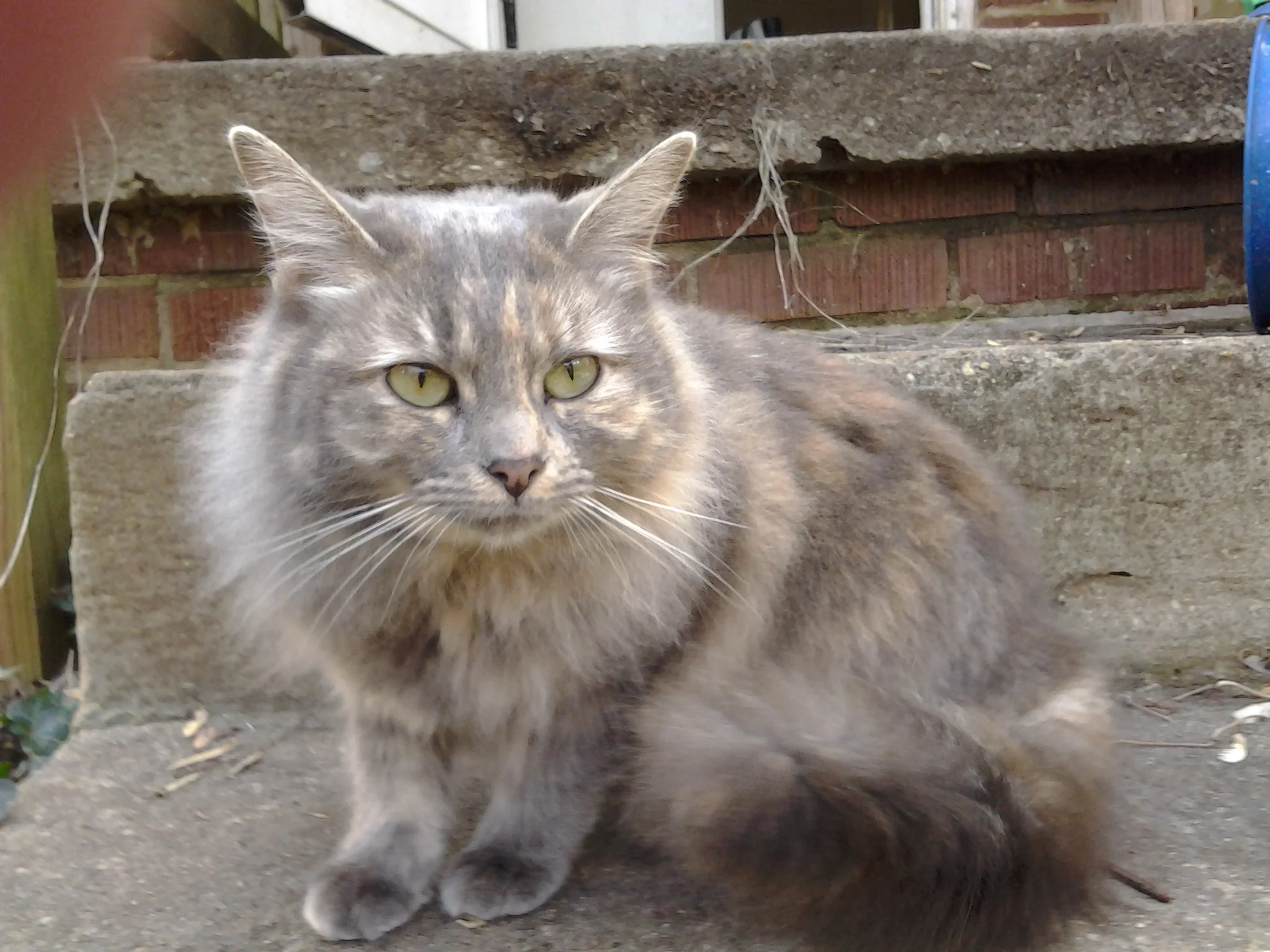 Prayer of My Heart: Gimme My Cat Back