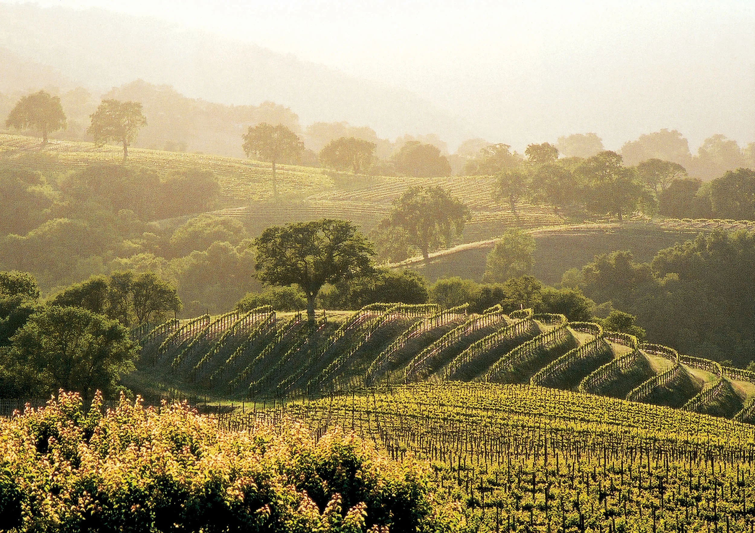 Vineyard TerracesMB.jpg