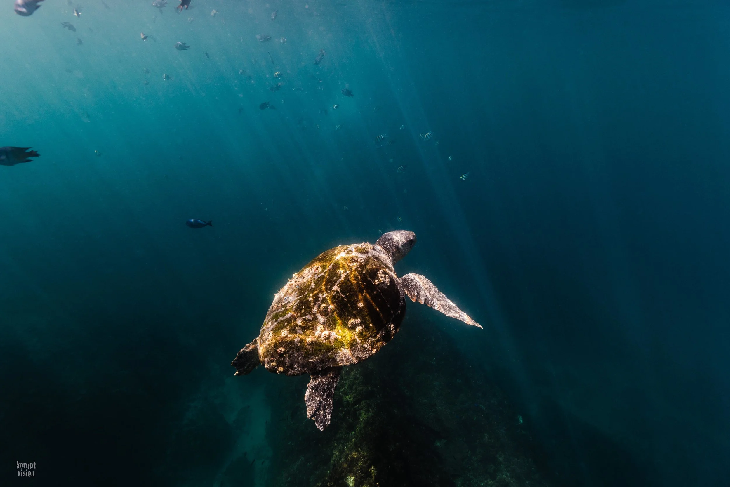 Loggerhead - Julian Rocks