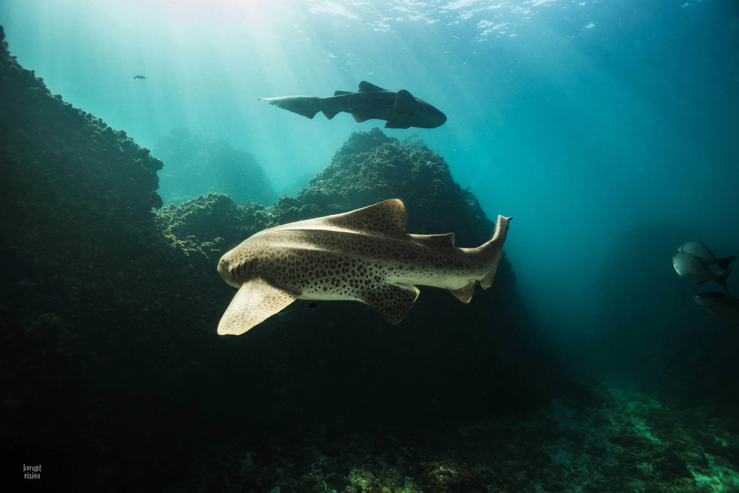 Leopard Shark - Julian Rocks