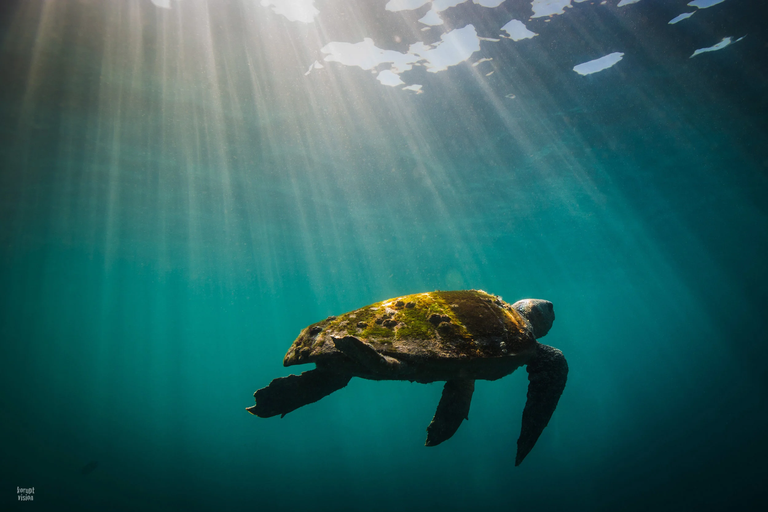 Loggerhead and light - Julian Rocks