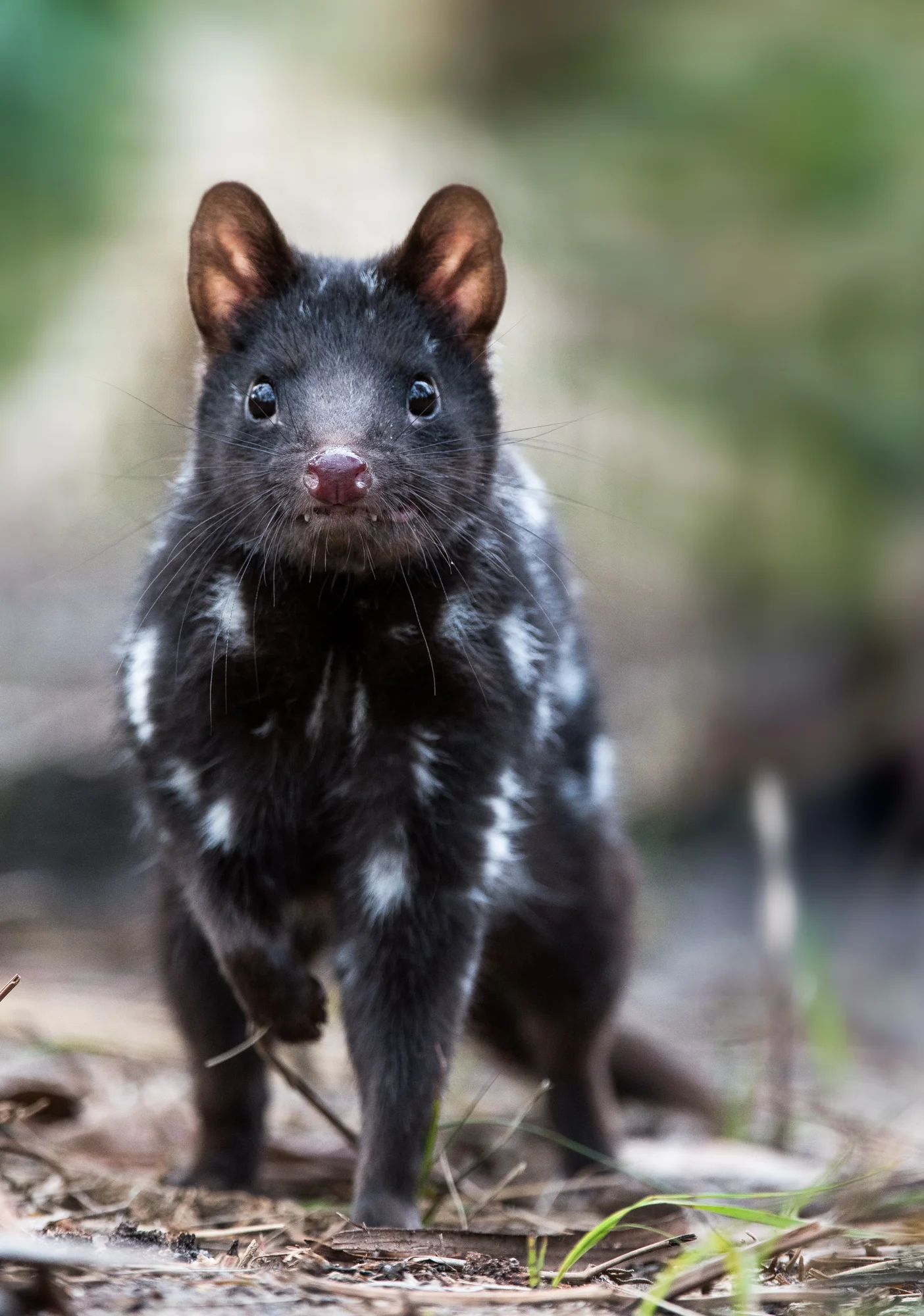 Buster the Quoll