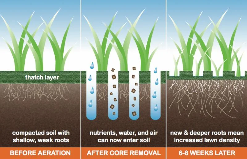 Root System in greens