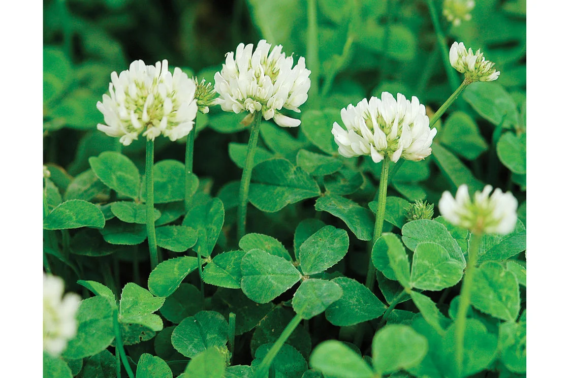 Clover.jpg