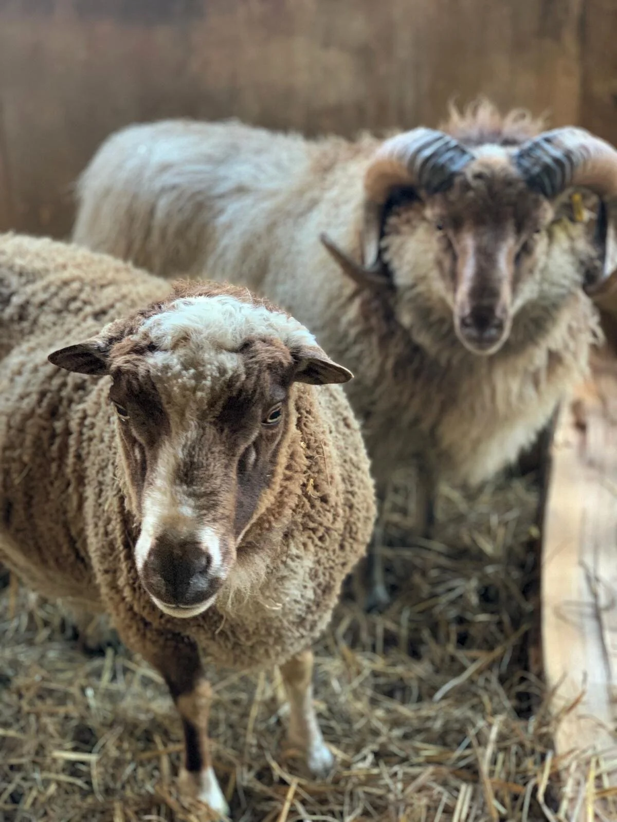 February 2021: Shepherd's Report