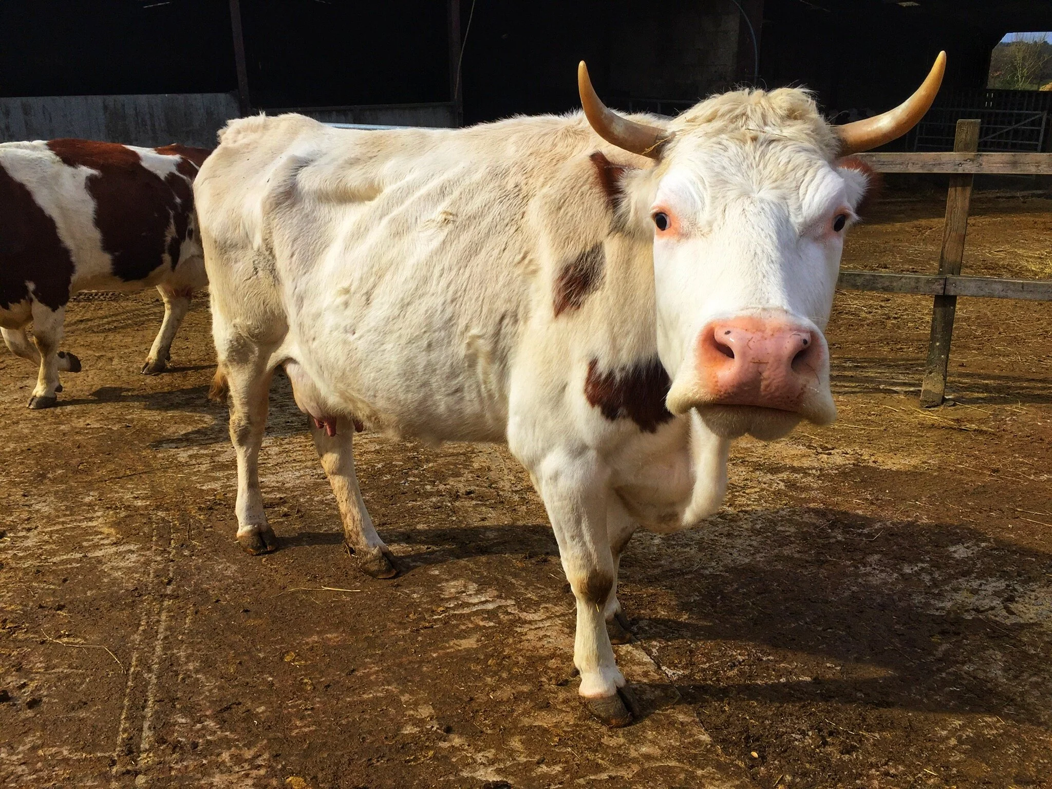 March 2021: Herdsman's Update