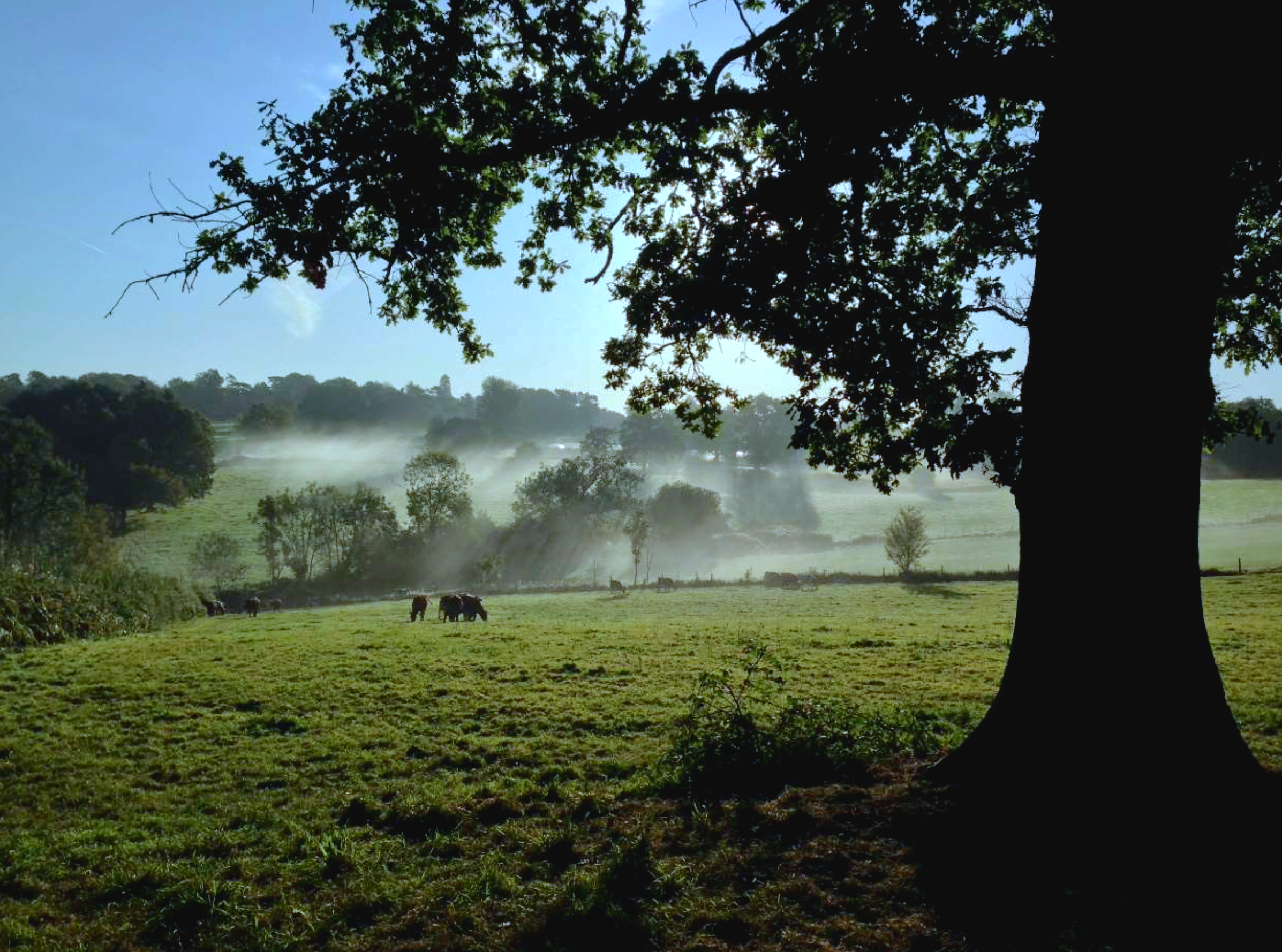 Native woodland regeneration at Plaw Hatch Farm