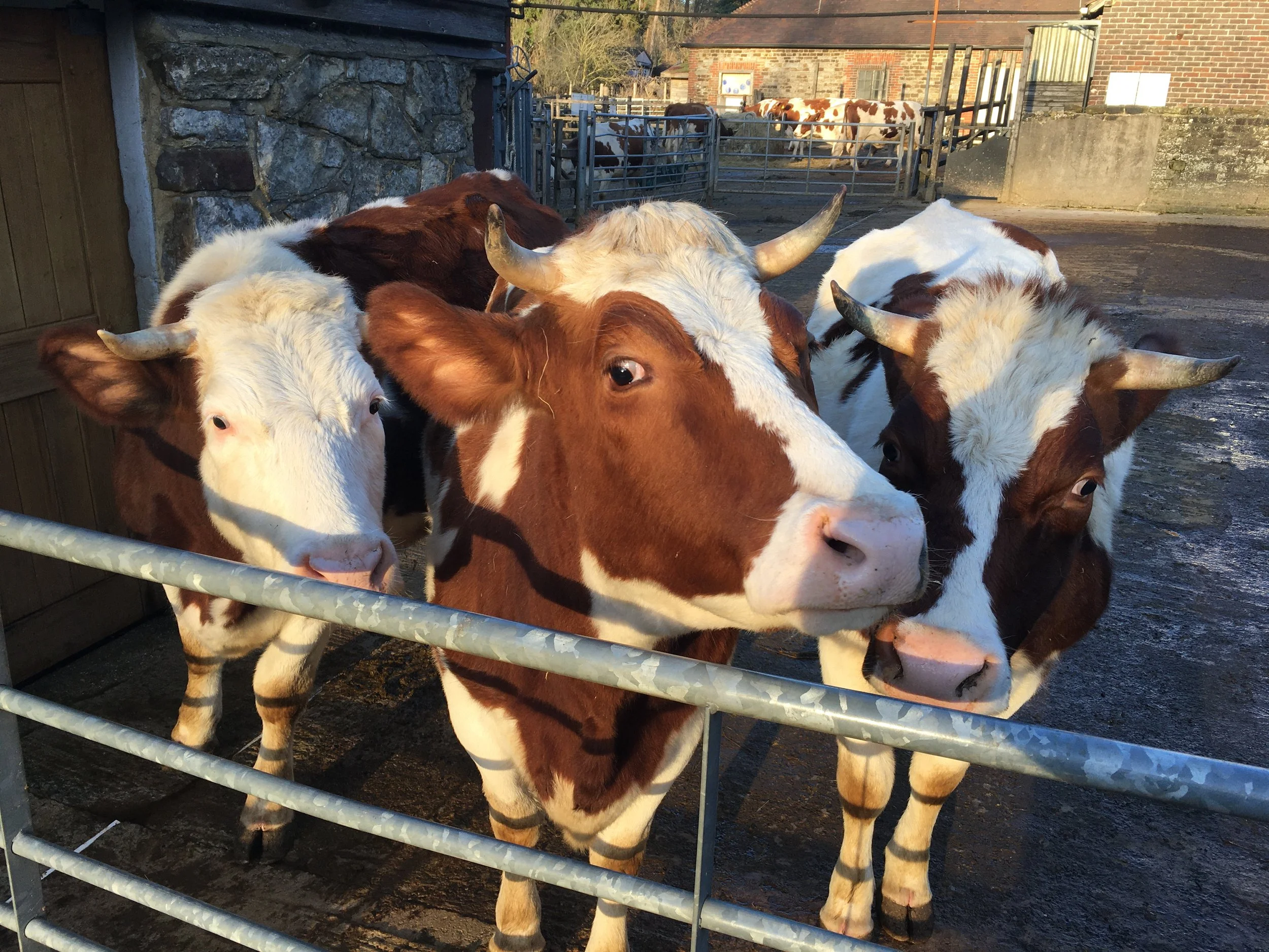 Raising dairy heifers