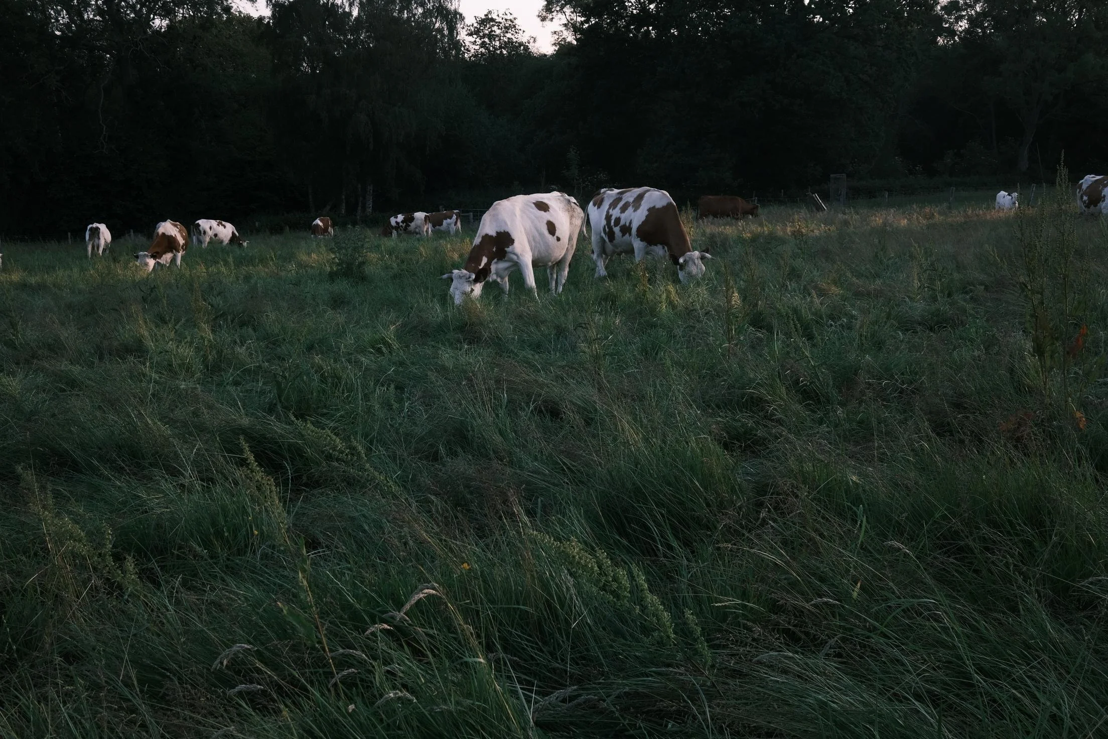 Holistic Land Management