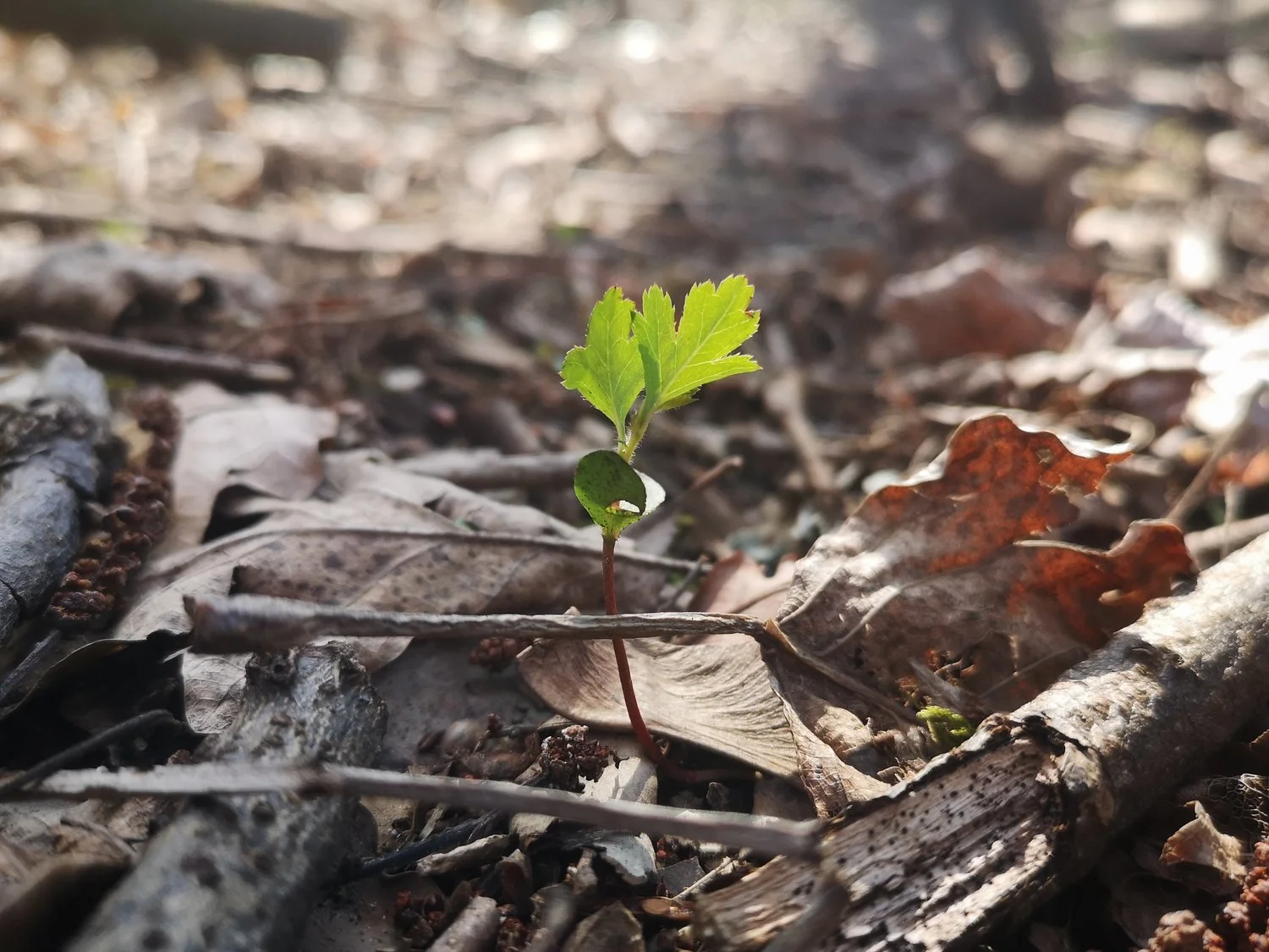 Woodland Regen Project update