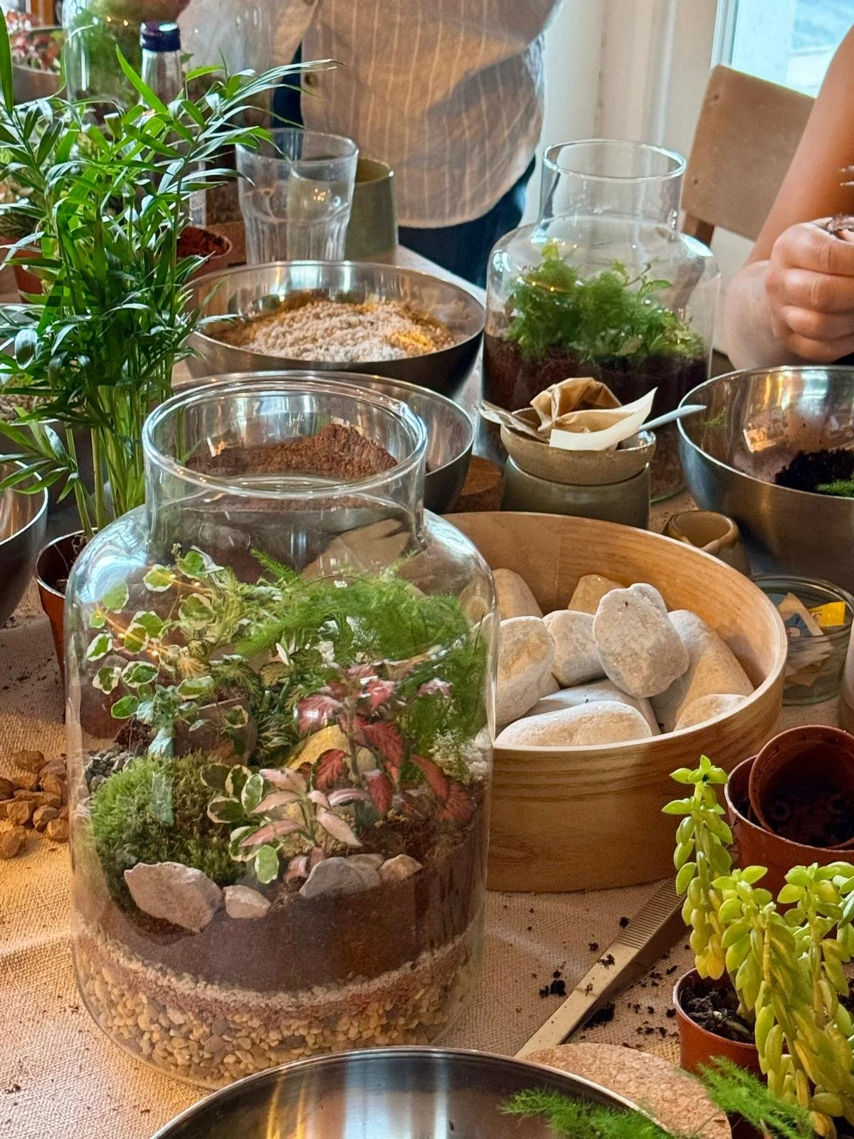 medium terrarium open.jpeg
