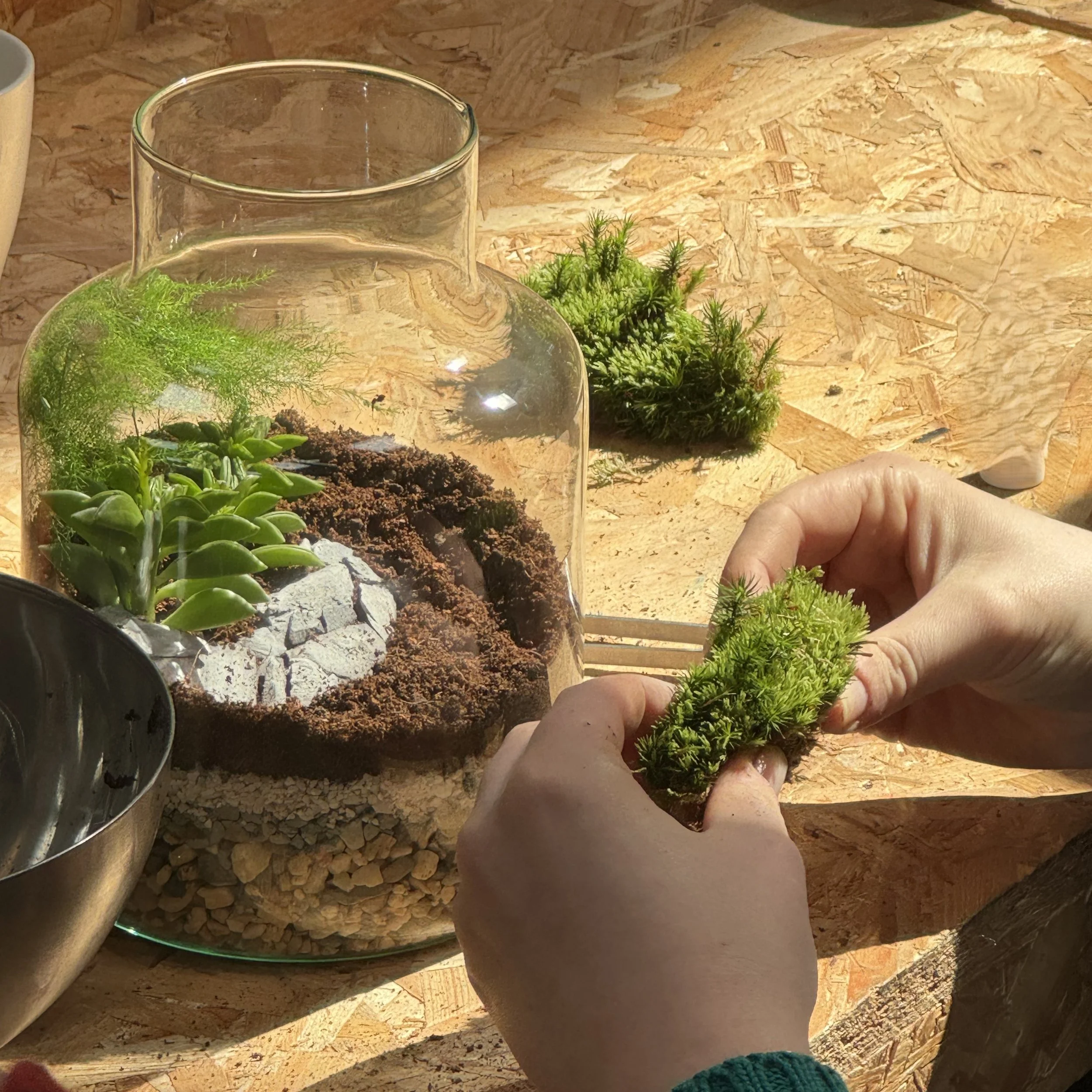 terrarium.jpg
