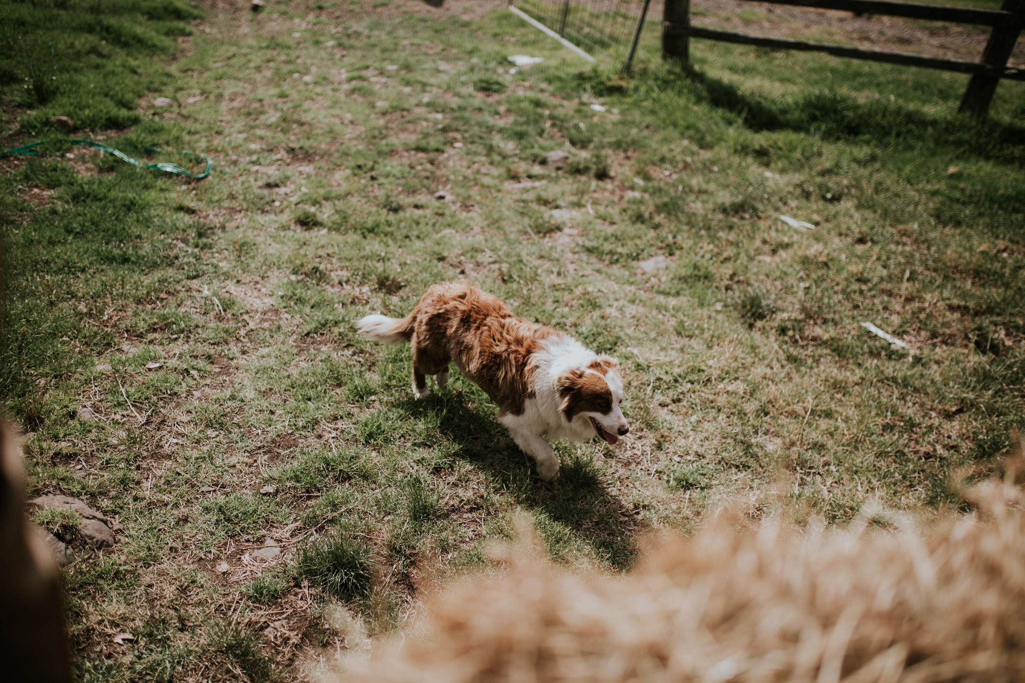 Tara_Luke_Jamberoo_Honey_farm_wedding-74.jpg