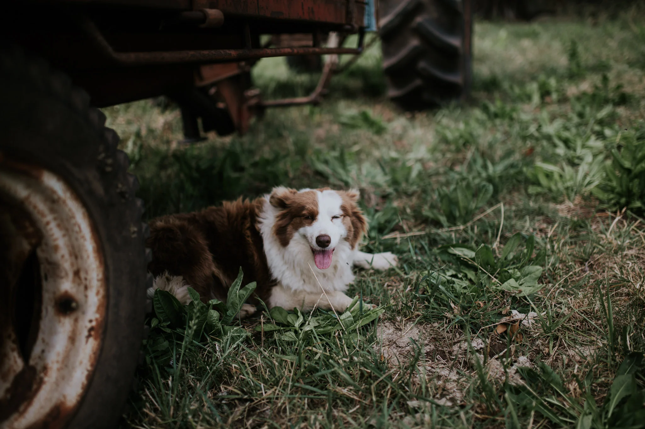 Tara_Luke_Jamberoo_Honey_farm_wedding-97.jpg