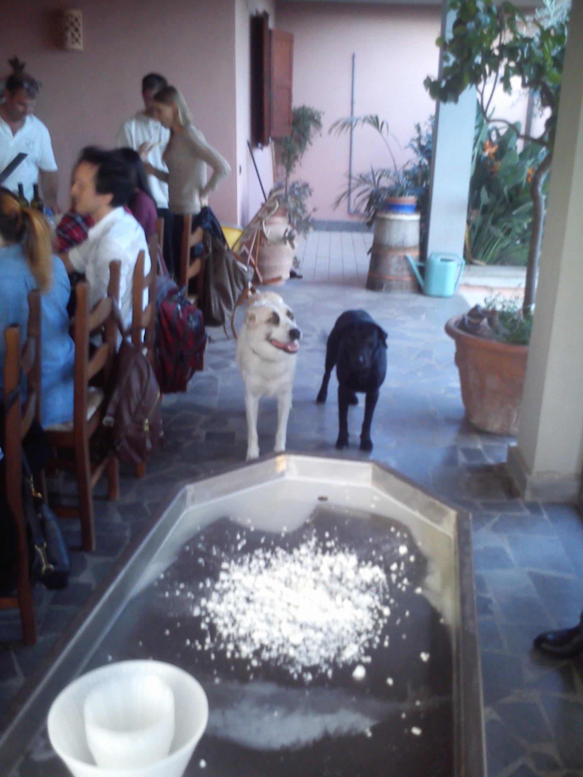 Snoopy and Nerino wait for the ricotta, knowing that this is of course, the good stuff. 
