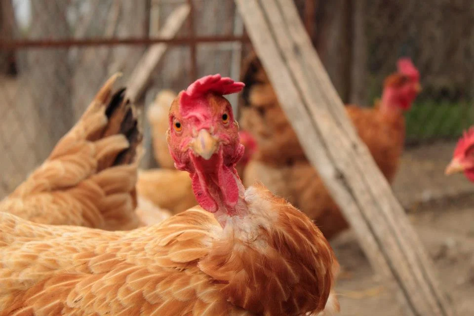 chicken+cover.jpg