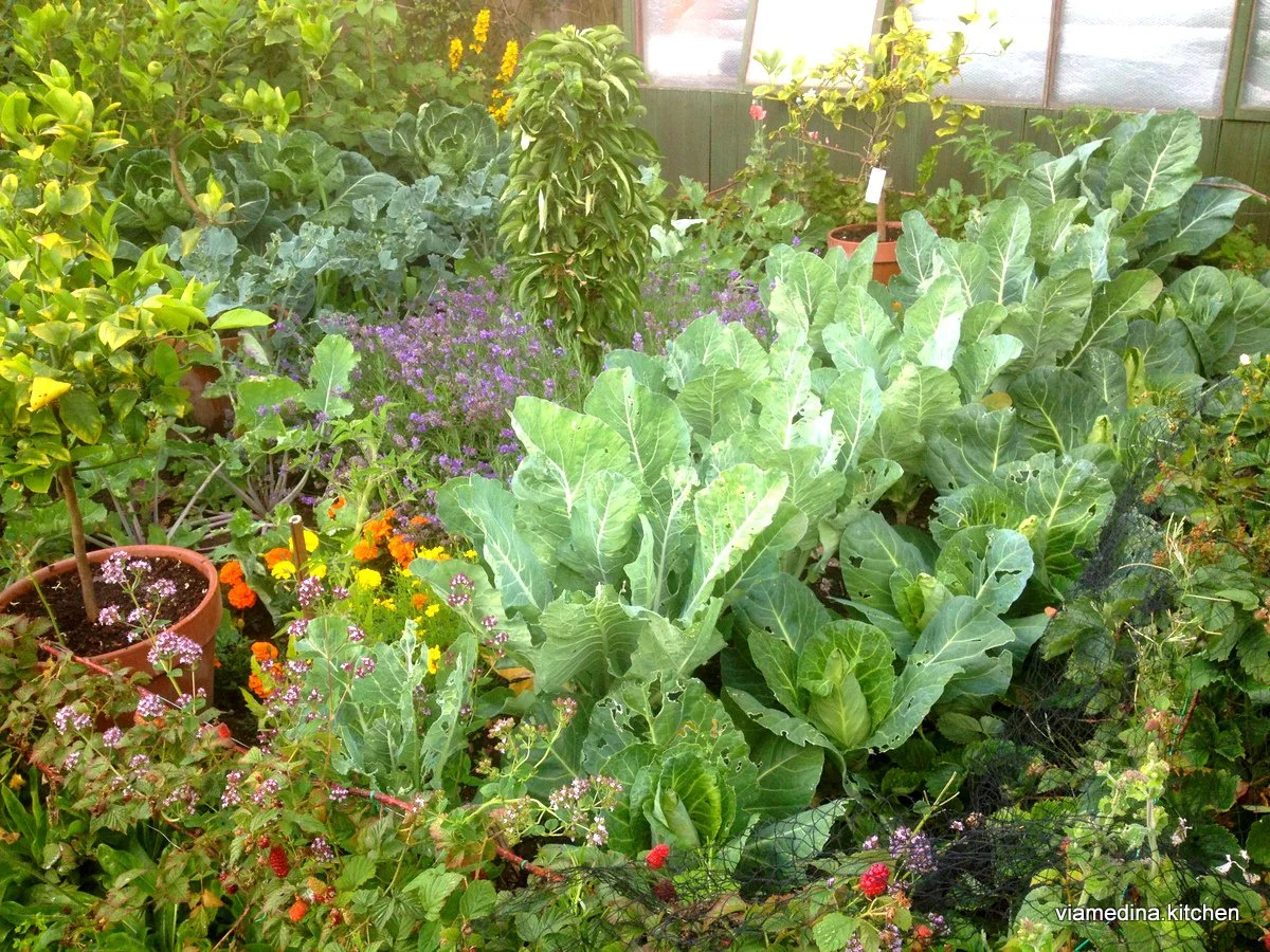 garden.jpg