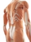 Muscles