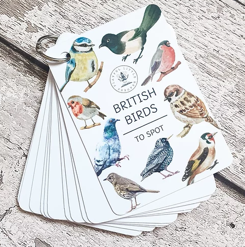 plr-birds explorer 1.PNG