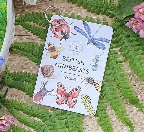 plr- mini beasts explorer 1.PNG