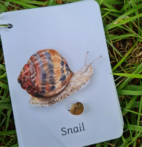 plr- mini beasts explorer 2.PNG