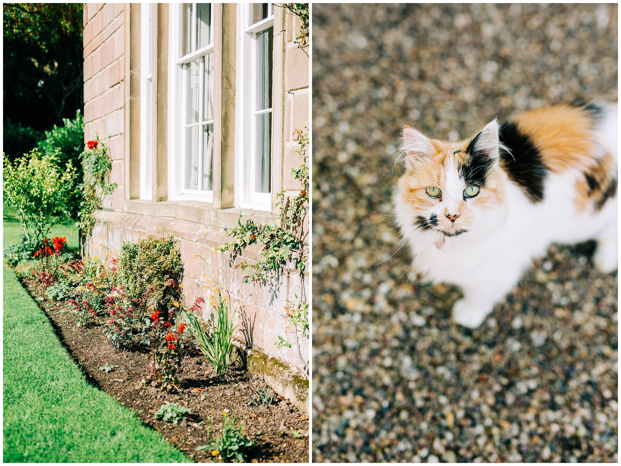 Browsholme bedding plants and the mottled coloured estate cat.