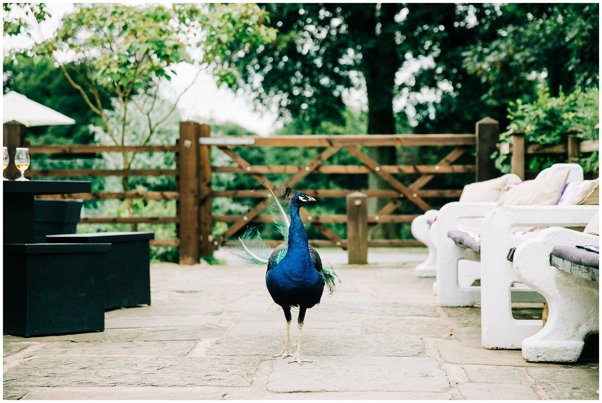 peacock roaming the outside of rivington barn patio area