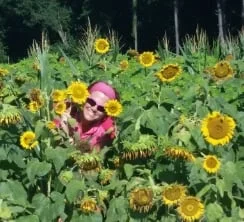 One sunflower patch.