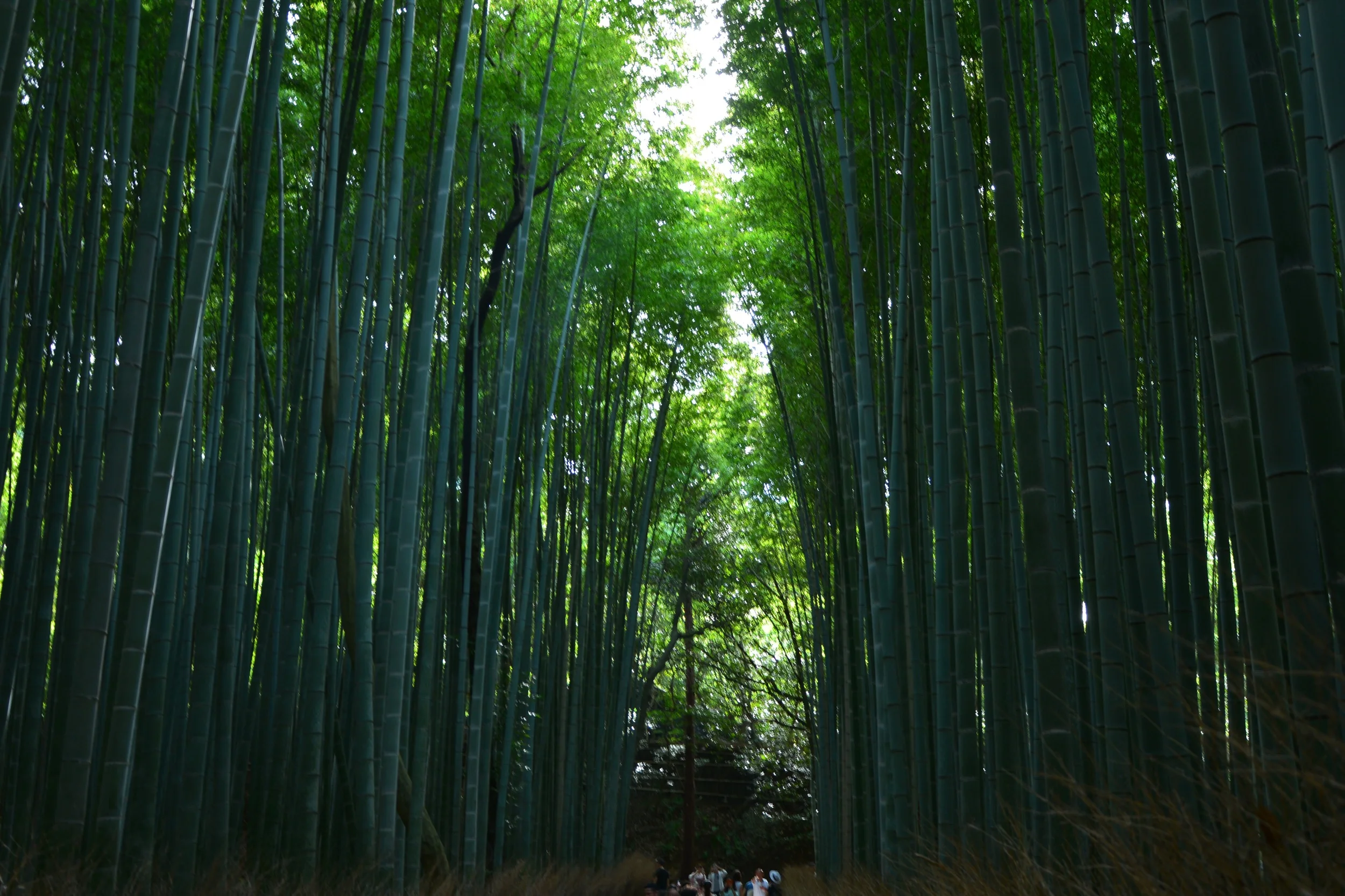 Bamboo forest walk.