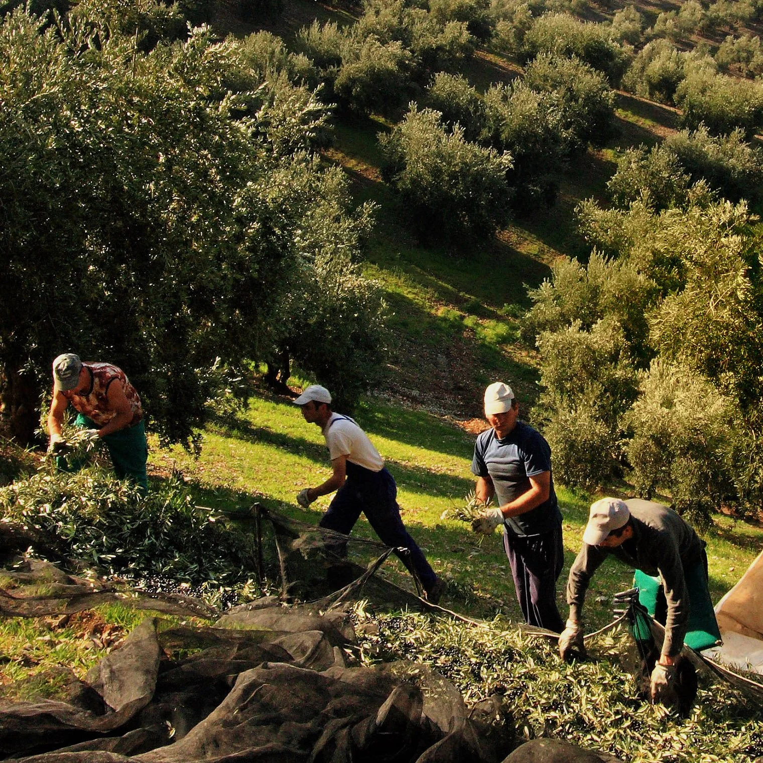 Olive farmers hand pick olives at harvest time on one of Ético’s farming co-ops in Subbetica, Andalucia.