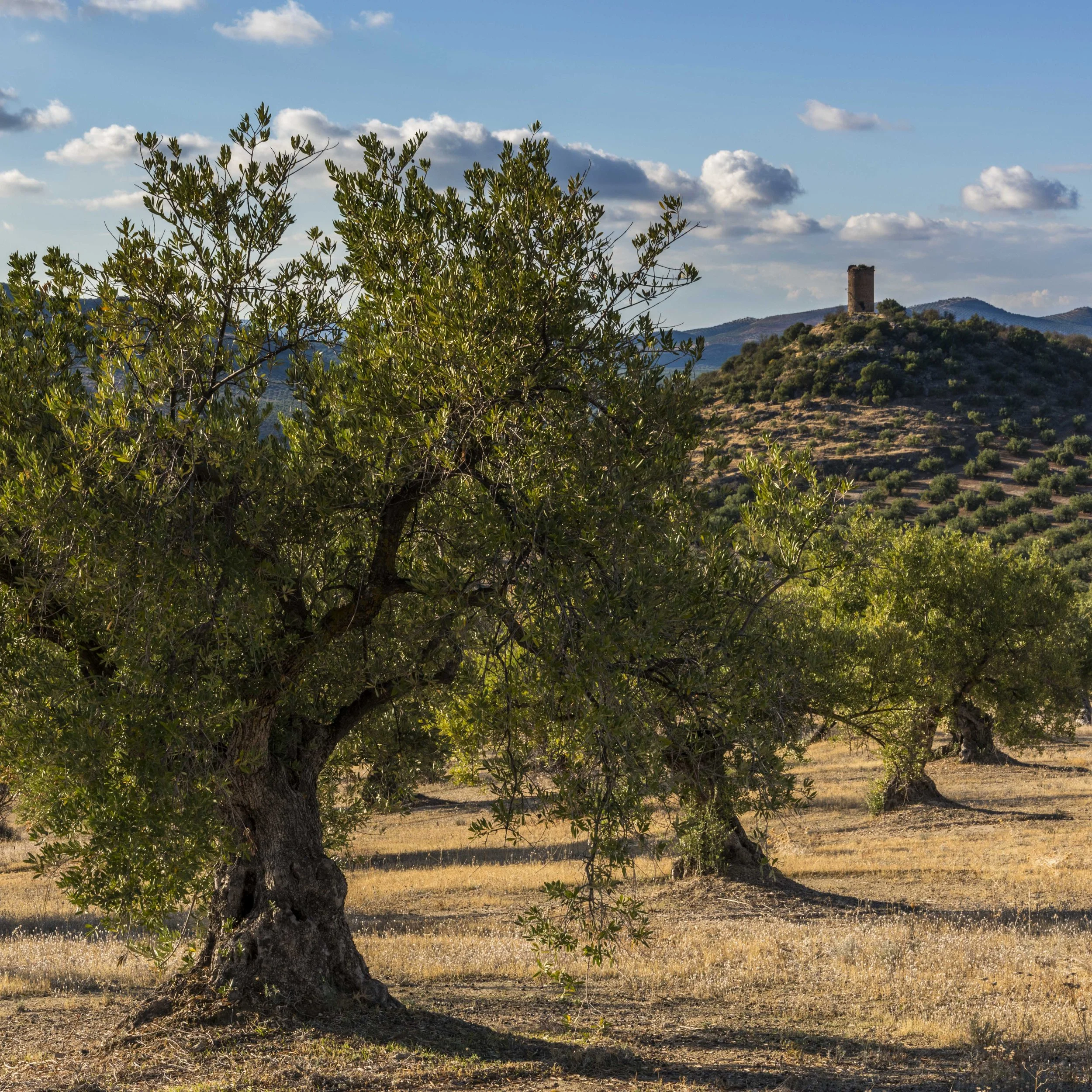 Photo of Ético olive groves from Subbetica, Andalucia, Spain, with a Moorish watchtower on a hill in the distance.