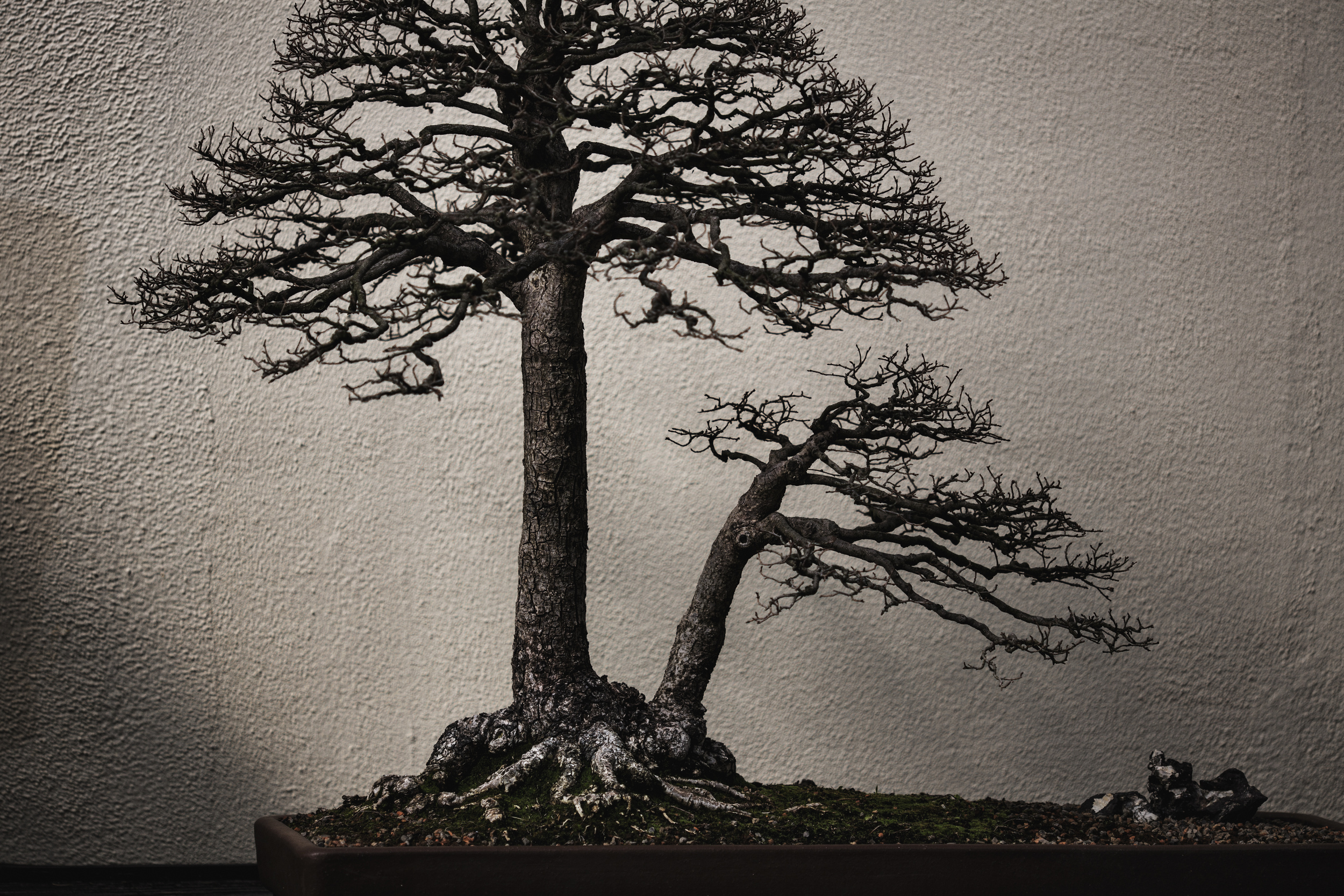 National Bonsai and Penjing Museum бонсай на Камне