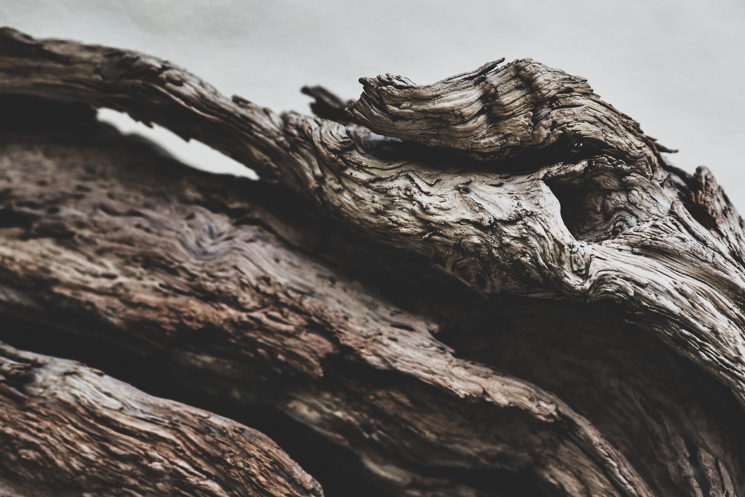 California Juniper, in training since 1964.