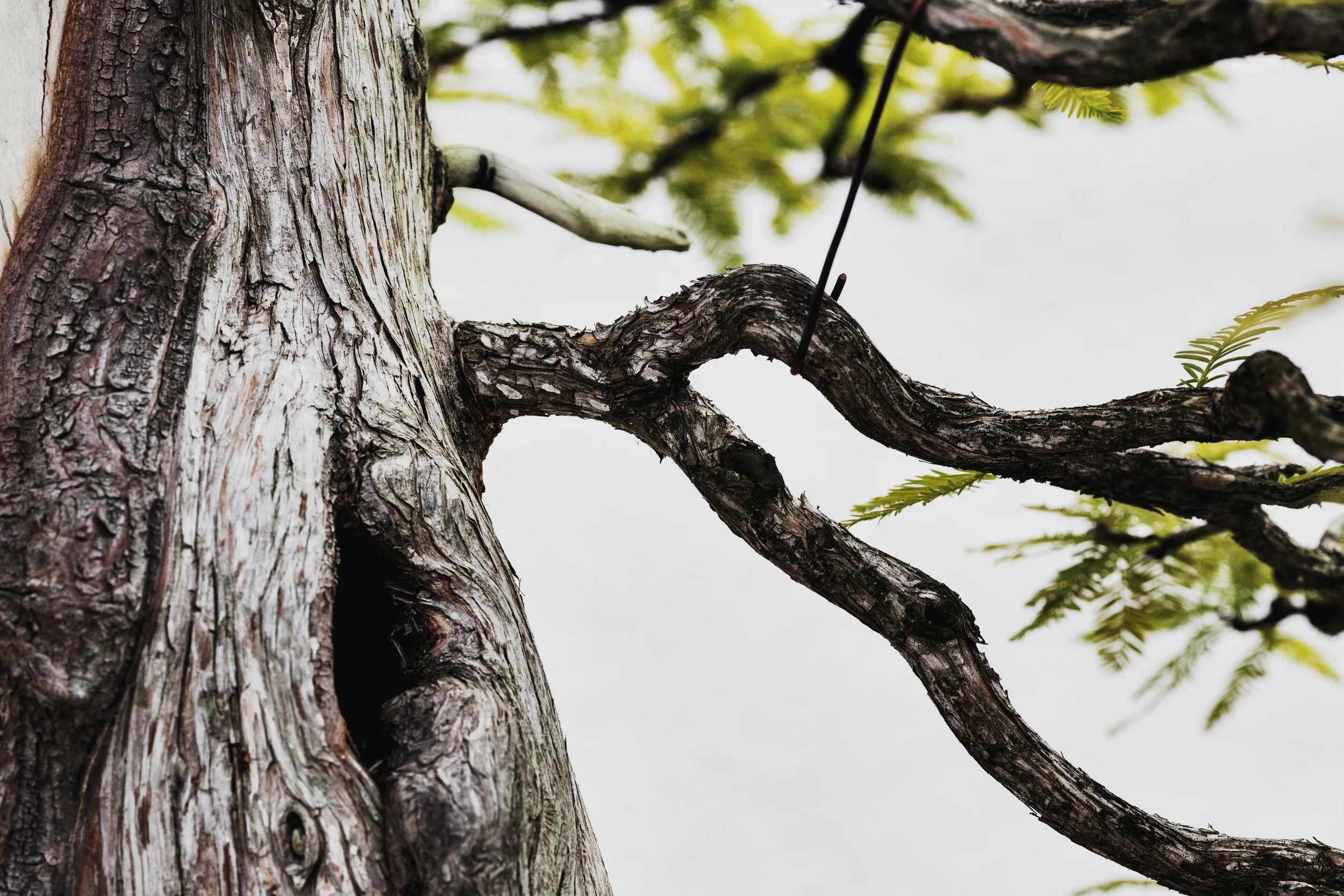 Bald Cypress bonsai, in training since 1987.