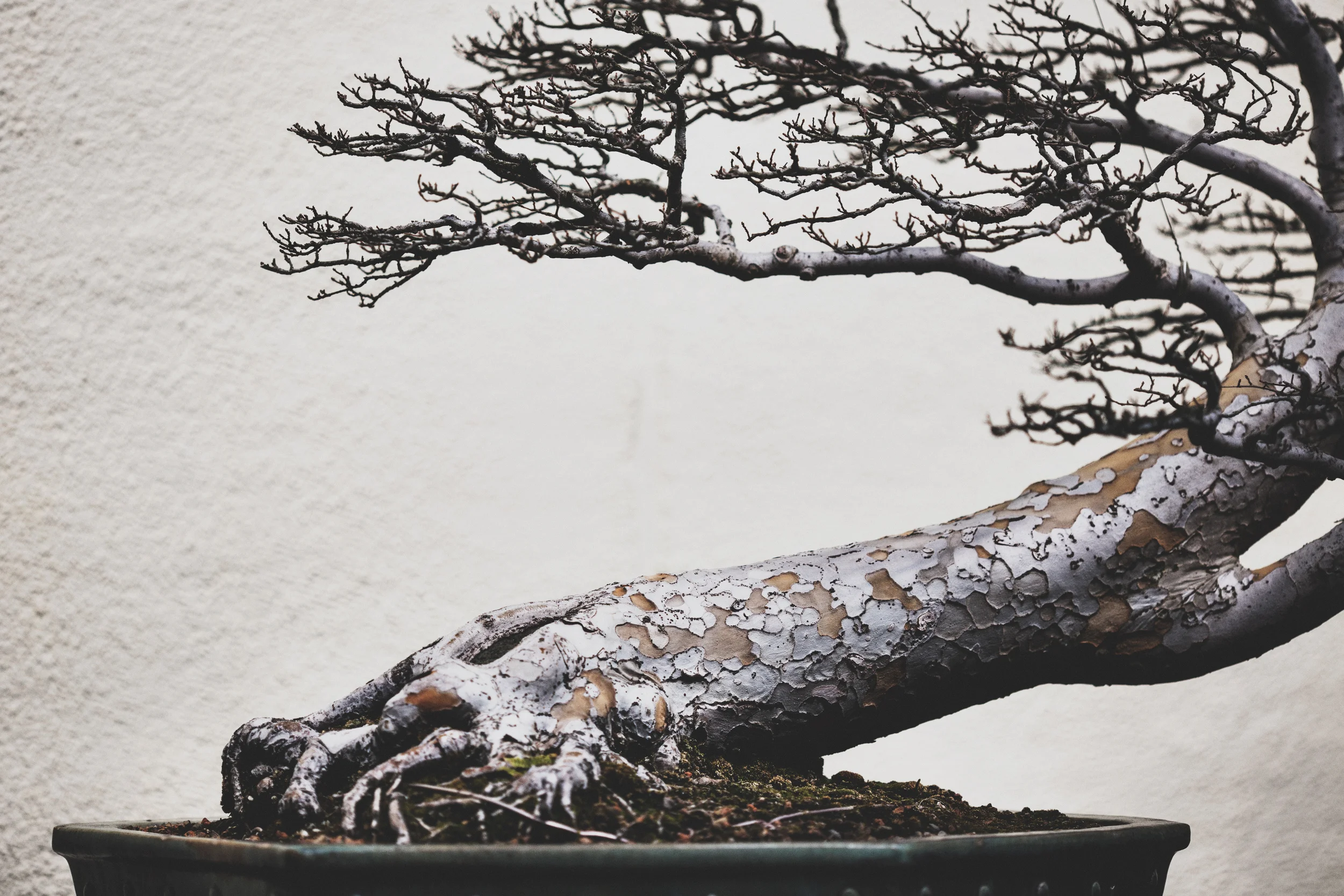 Chinese Elm, training date unknown